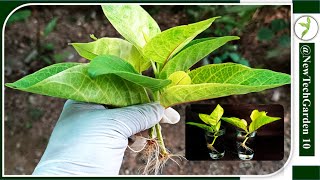 Fastest Propagation of Japanese jasmine (Pseuderanthemum carruthersii) in water #epicgardening