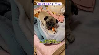 脳炎になる前#パグ脳炎 #パグ #犬