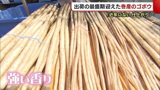 砂丘地で育った巻産ゴボウ　出荷ピーク迎える「近年にない良い仕上がり」【新潟市】 (21/09/09 18:50)