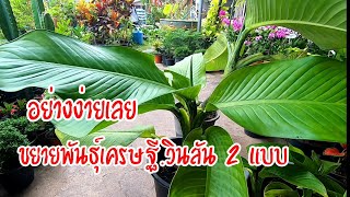 อย่างง่ายเลยขยายพันธุ์เศรษฐีวิลสัน2แบบ วิธีขยายพันธุ์เศรษฐีวินสัน#ไม้ประดับ#ไม้สวยงาม #ไม้มงคล