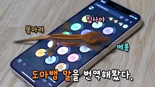 도마뱀 말 번역기 시즌2가 나왔습니다! 안드로이드+아이폰에서 사용 가능!!