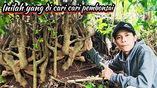 Serasa dapat harta karun kalo dapat bahan bonsai bermotif se istimewa ini