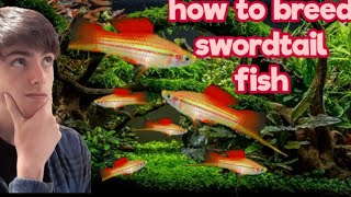 how to breed swordtails