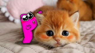 Best Funny Dogs And Cats Videos 😅 - Funniest Animals Videos 2023😇 Alphabet Lore in Real Life