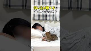 飼い主が寝てると気づいた猫の反応が…笑 #ポムしま