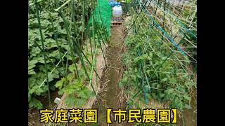 家庭菜園【市民農園】で野菜を育てています⑱ 2022 04 29