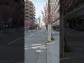 ボタン桜 …可愛いく綺麗〜 ⁠ ⁠˘⁠ ⁠³⁠˘⁠ ⁠♥ 兵庫県 風景 春 桜 のんびり