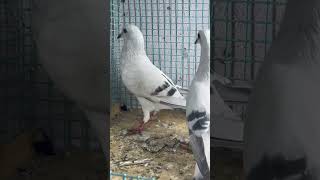 Hyderabadi Neela #pigeon #kingaseel #chicken #allpetloversaseel #birds #hen #aseelmurgatop #animals