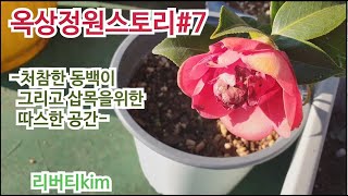 제라늄키우기-옥상정원스토리#7동백꽃과 겨울철어린삽목관리