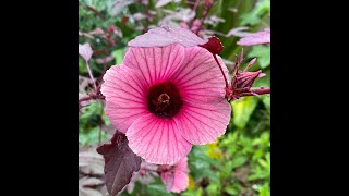 Cranberry Hibiscus 🌺 uses