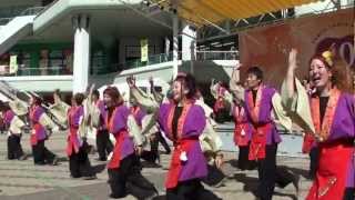 仏教大学よさこいサークル紫踊屋　～第13回こいや祭り2日目