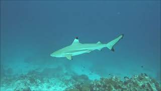 Angsana Ihuru house reef dive