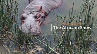 Hippos and Crocodiles | The Africam Show | December 3