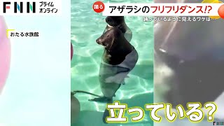 直立！ダンシングアザラシが人気　踊っているように見えるワケは…？　北海道・おたる水族館