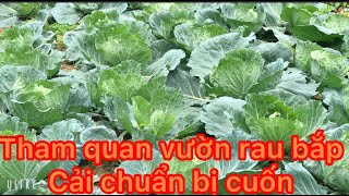 THAM QUAN VƯỜN RAU BẮP CẢI / tham quan vườn rau bắp cải đang cuốn của bà nội