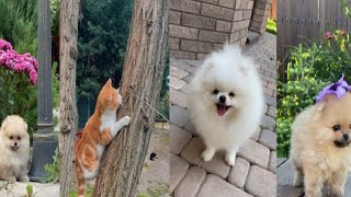 New cat dog baby || funny video video compilation #1 || Mickey cute animal