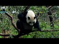 20171230 圓仔穿越封鎖讓八爪變七爪樹 the giant panda yuan zai