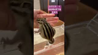 熊本店のシマリスちゃん🫧小さい身体いっぱいつかってお部屋の中を元気にお散歩中😊あ…恋に落ちる音がした🥺💕