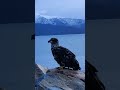 gorgeous golden eagle birdwatching nature goldeneagle wildalaska wildlife sea