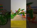 smart parrots videos birds cute smartparrot parrot