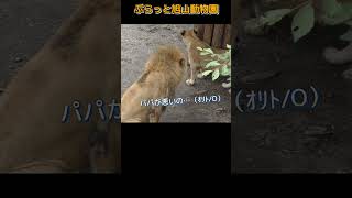 えっ、パパが悪い？ #旭山動物園オリトフウ #ライオンファミリー #shorts#zoo#lion#animals