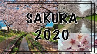 SAKURA 2020 | 江川せせらぎ緑道 | PJoy Wanders