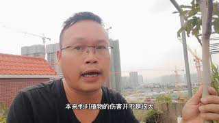 蚂蚁、蚧壳虫泛滥怎么办？试试这一招，只需30秒，留下满地壳