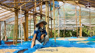 ส่งต่อสิ่งดีๆ ผ่านกาแฟดริปพันธุ์ไทย จาก คุณโสภา ดอยอมก๋อย