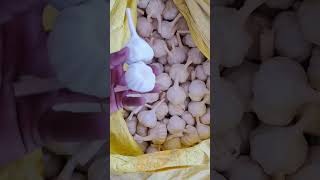 #jualbeliakunyoutube #mandsoremandibhav #jualbeliakunyoutube #bajarbhav #garlic #trendingshorts