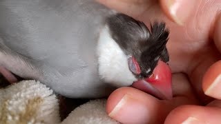 ベタ慣れ文鳥は頭の羽をめくられるとこうなります　java sparrow