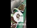 pansy pack planting