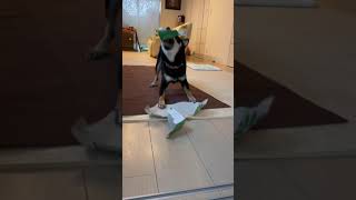 柴犬まろによる、ティッシュがなくなった時の恒例儀式wwww #柴犬 #黒柴 #Short #まろ