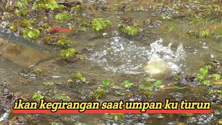 cukup menggunakan umpan roti bisa nguras isi rawa PT sawit lahan 90