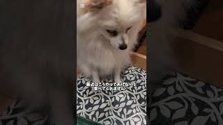 ご飯が嫌いなポメラニアンのぽこ＃ポメラニアン＃犬＃pomeranian＃dog