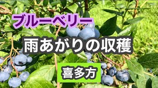 雨あがり　ブルーベリーの収穫