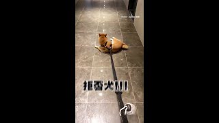 柴犬拒回家被主人拖著走！發出牛聲抗議：我要出去 #Shorts