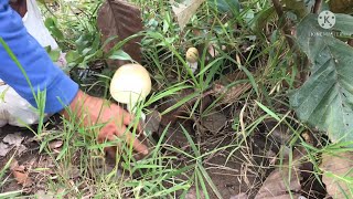 The peacock mushroom grow in Cambodia during the rainy season (តោះដើព្រៃបេះផ្សិតក្ងោក)