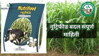 Nutrifeed || नुट्रिफीड बदल संपूर्ण माहिती || Advanta fodder seeds ||