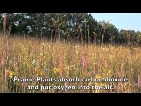 Prairie Restoration Youtube