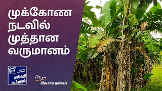 குறைவில்லா மகசூல் தரும் குத்து வாழை