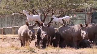 Rhinos and Goats have a Unique Friendship