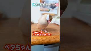 飼い主を追いかけ、待ってる文鳥が可愛い🩷 #文鳥 #birds #ベタ #shorts