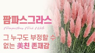 EP30. [팜파스 그라스 화이트\u0026 핑크] 미친 존재감! 그 누구도 부정할 수 없는 아름다운 억새의 끝판왕