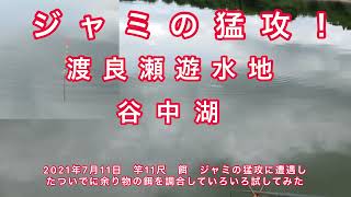 渡良瀬遊水地　谷中湖　ジャミの猛攻その先へ…ヘラブナ2021年7月11日