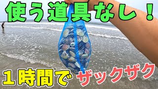 【潮干狩り】足の裏でグリグリするだけでハマグリが採れる！？【大洗サンビーチ】