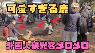 【奈良公園】可愛すぎる鹿に外国人観光客メロメロ