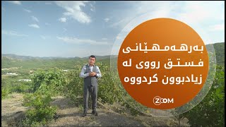 جوتیارێكى كورد لە پێنجوێن نزیکەی 20 هەزار نەمامی فستق بەرهەم دەهێنێت