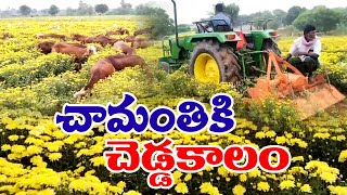 సంక్షోభంలో చామంతి సాగు | Chamomile Flowers Farming Crisis | Farmers Concerned Over Investment