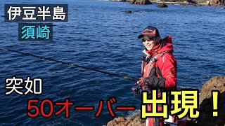 突然50オーバーのグレが出現した！　【伊豆半島】【下田  須崎】グレ釣り　磯釣り　#34