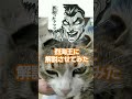 耳が裏返ったおだし　 cat　 猫　 ねこ　 ネコ　 保護猫　 猫のいる暮らし　 ねこのいる暮らし　 ねこのいる生活　 刃牙　 雑コラ